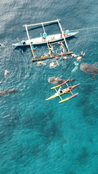 ボホール島発オスロブ・ホエールシャーク・ワンデーツアー／日本語・英語ガイド選択可／ランチ選択可