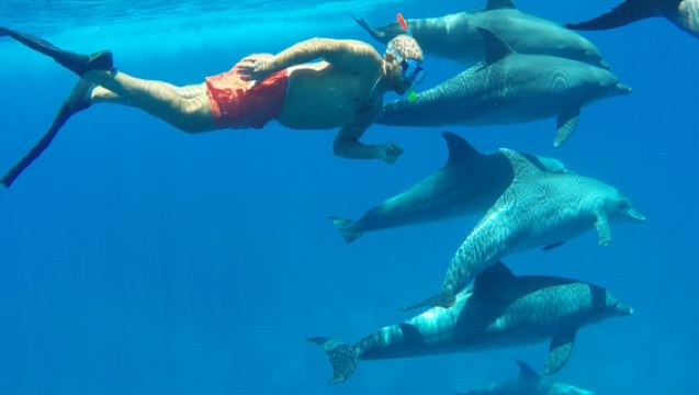 胡爾加達：海豚屋遊船之旅－在紅海與海豚共游！
