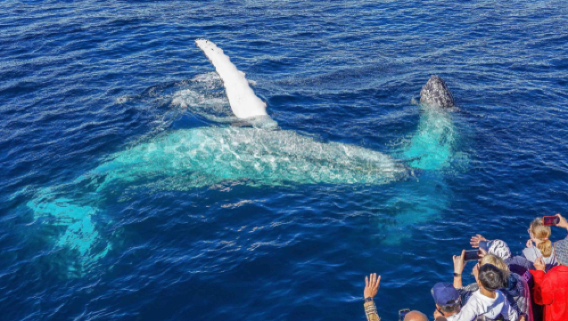 Croisière d'observation des baleines à Gold Coast en Australie