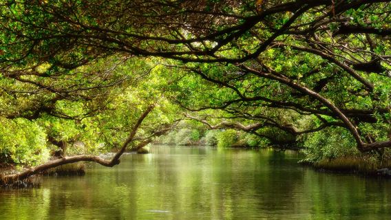 Túnel Verde de Sicao: Entrada a precio completo