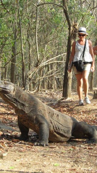 Labuan Bajo Full-Day Speedboat: Komodo, Padar & Pink Beach – Tickets Excluded