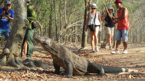 Labuan Bajo Full-Day Speedboat Tour: Komodo, Padar & Pink Beach