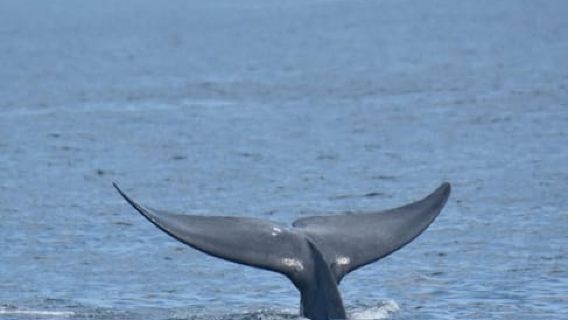 Galle/Hikkaduwa To Mirissa Whale Watching Adventure Day Tour