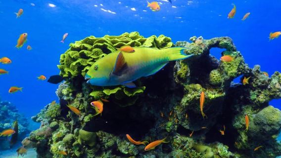 Eliat: Coral Reef Snorkeling Trip with Instructor