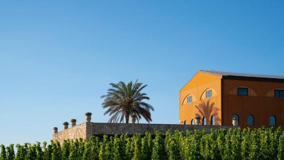 Guided wine tasting in the Val di Noto
