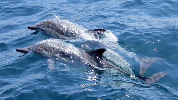 Noosa: National Park and Dolphin Watching Safari