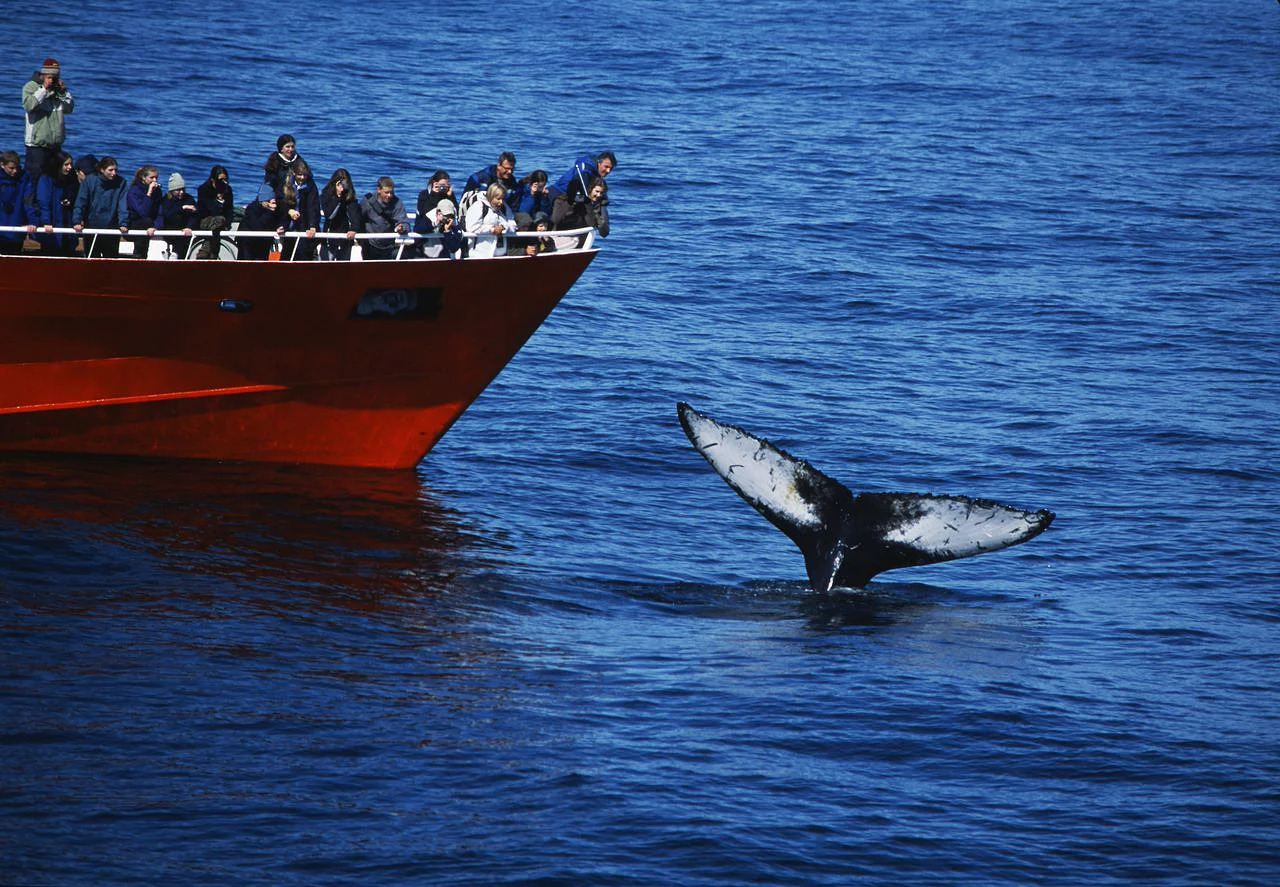 Reykjavik Whale/Puffin/Northern Lights Cruise Experience in Iceland [Multiple Boat Types & Activities Available/Free Reboarding if No Whales or Northern Lights Are Spotted]