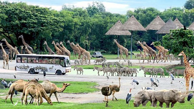 曼谷野生動物世界一日遊【動物園+海洋館+自助餐】
