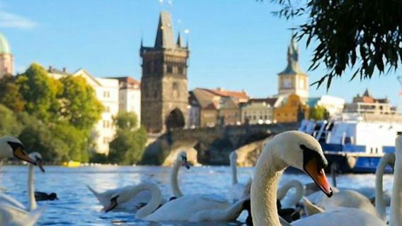 Prague: 50-Min River Cruise + Interactive Online Guide