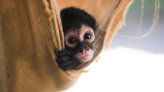 Akumal Monkey Sanctuary & Rescued Animals: Guided Tour