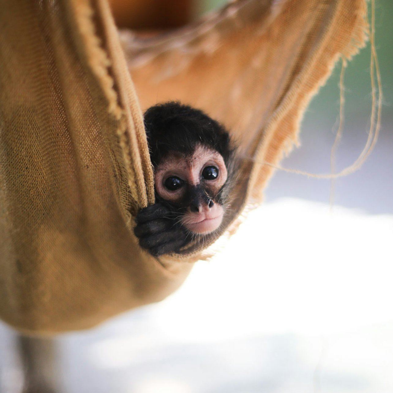 阿庫瑪爾猴子保護區及獲救動物：導覽遊