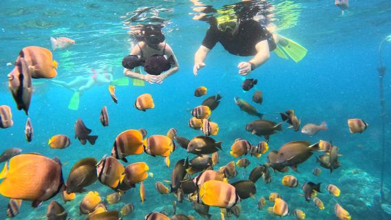 Nusa Penida: snorkeling in 3-4 punti a Manta Bay con trasferimento dall'hotel a Bali
