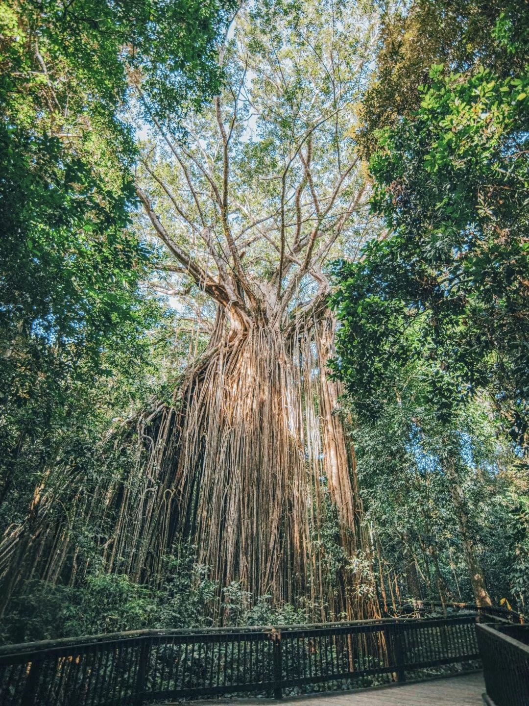 澳洲帕羅尼拉公園+塔利河漂流+美神灘 中文包車|行程可自訂