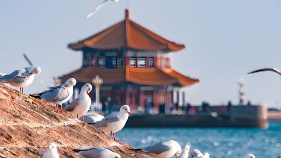 【純玩包車提供海鷗食物】棧橋+八大關+五四奧帆+小麥島一日遊