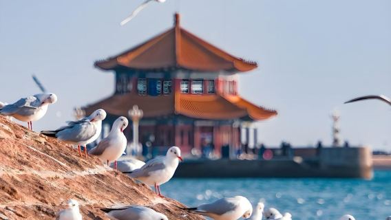 Pure play private charter tour - Zhanqiao Park + beer museum + Badaguan + May 4th square and Olympic sailing center + Xiaomaidao 1-day tour