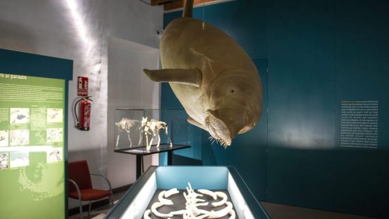 MUCBO| Jardí Botànic de Sóller - Museo di Scienze Naturali delle Baleari