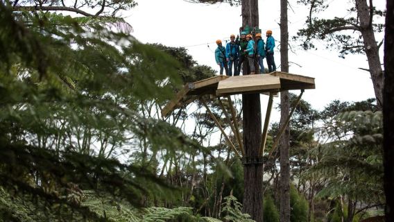 Coromandel: esperienza di tour guidato in zipline