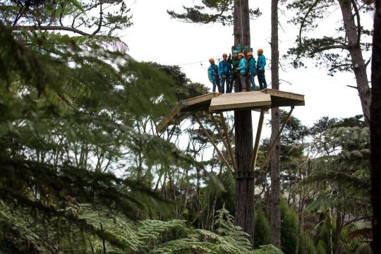 Coromandel: Guided Zipline Tour Experience