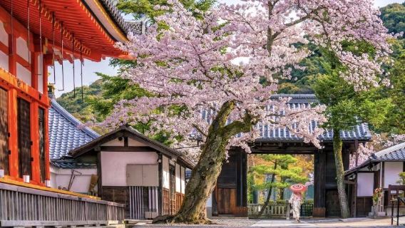 京都清水寺+三年坂二年坂+伏見稻荷大社+八坂神社+祗園一日遊