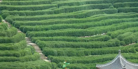 【上門接送】杭州西湖龍井村茶文化體驗半日遊(包括炒茶品茶)