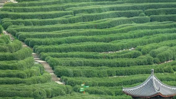 [Door-to-Door Pickup] Half-Day Tea Culture Experience in Hangzhou's West Lake Longjing Village (Includes Tea Frying and Tasting)