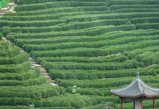[Door-to-Door Pickup] Half-Day Tea Culture Experience in Hangzhou's West Lake Longjing Village (Includes Tea Frying and Tasting)