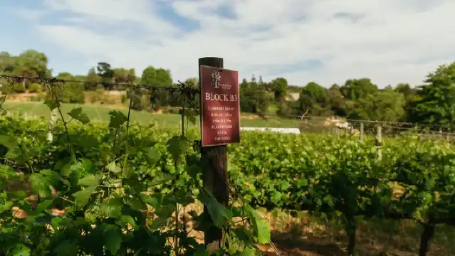 ทัวร์ไวน์ African Story ใน Cape Winelands