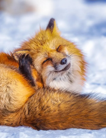 日本仙台+狐狸村+藏王連峯+銀山溫泉一日遊《千與千尋原型》