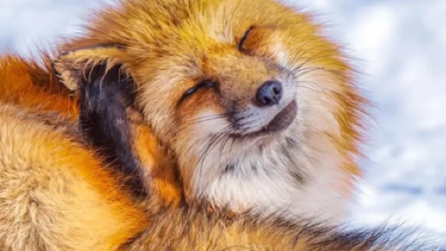 Sendai + Fox Village + Mount Zaō + Ginzan Onsen 1-day tour (Inspired by Spirited Away)