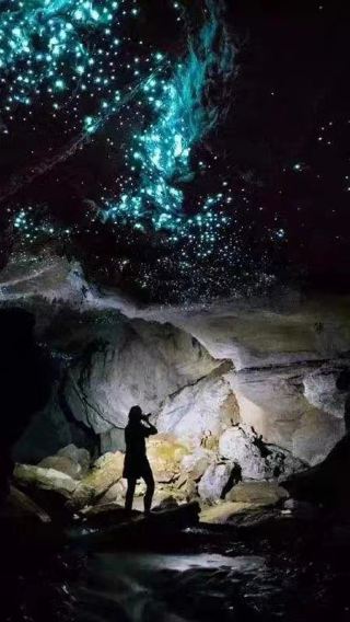 無小費澳洲旅遊黃金海岸春溪自然橋藍光螢火蟲夜遊贈觀星可選包車