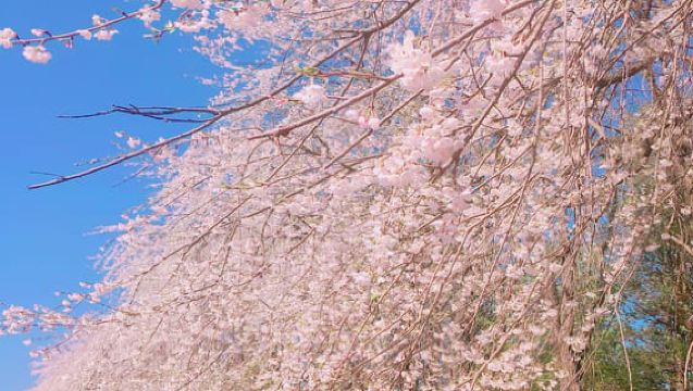 Seoul: Saisonale Tour auf der Nami-Insel und optionale Aktivitäten