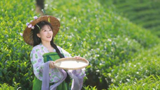 武夷山採茶製茶體驗