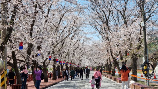 Cherry Blossom Viewing | April Exclusive: Eden Cherry Blossom Road + Gangchon Rail Park + Alpaca World