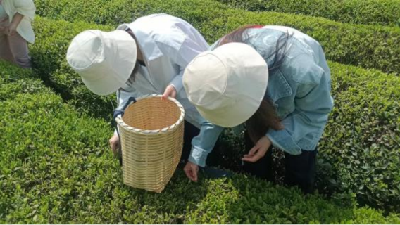 莫干採茶+炒茶體驗+茶園輕徒步+品莫干黃芽活動半日遊