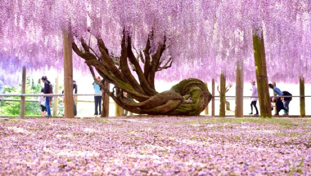 1-day tour to Kawachi Fujien | Kokura Castle + Kawachi Fujien + Kitakyushu Outlet | Departing from Fukuoka