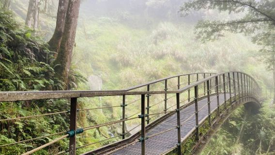 Fredelig dagsrejse til Yilan County Taipings Bjergskov