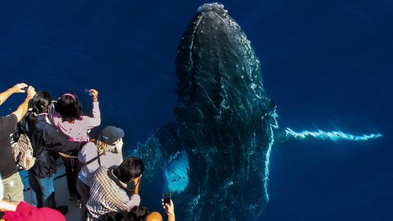 Pelayaran Menonton Ikan Paus 2.5 Jam di Gold Coast | Jaminan 90% Peluang Melihat Ikan Paus | 09:00/12:00 dan 15:00 | Tiga Sesi Setiap Hari