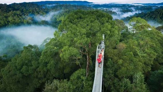 [Pemandangan hutan hujan Brunei] Ulu Temburong National Park lawatan sehari [Termasuk perkhidmatan hantar-jemput]