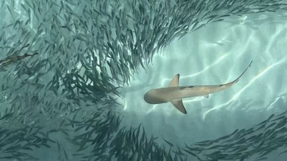 [Pakej Khas Malaysia] Pulau Redang - Kawasan Pemuliharaan Penyu, Aktiviti Keluarga Meneroka Laut Jernih Seperti Jeli