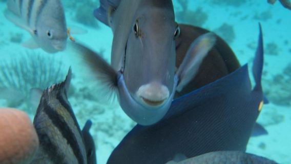 Półdniowa wycieczka na Wielkim Kajmanie z interakcją w Mieście Płaszczek i snorkelingiem w dwóch lokalizacjach