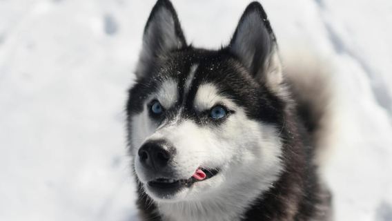 Sirkka: Husky Sled Ride in Levi 2km or 5 km from Levi
