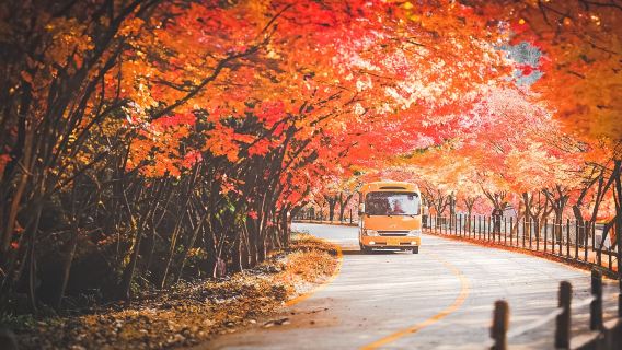 Naejangsan Autumn Leaf Viewing Day Tour | Departs from Seoul / Busan | Transfer service available
