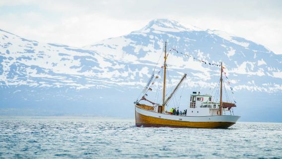 Tromsø·Croisière en mer de 1 à 4 heures (Plusieurs forfaits)
