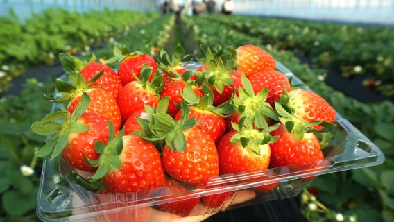 Incheon Gyeonggi Winter Fun One-Day Tour D: Ilsan Aqua Planet+Aegibong Peace Ecopark+Strawberry Picking+Kimbap Making+Hanbok Experience