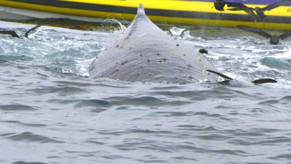 Pengalaman 3 jam bot laju di Bruny Island, Tasmania untuk lawatan sehari di laut