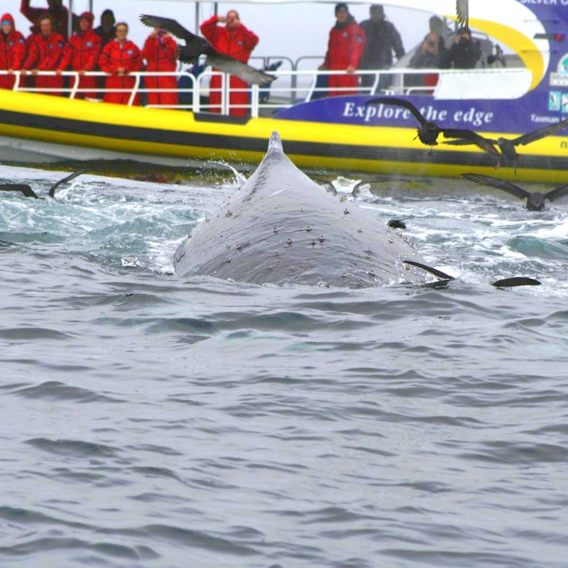 Tour di un giorno in mare con esperienza di 3 ore in motoscafo a Bruny Island, Tasmania