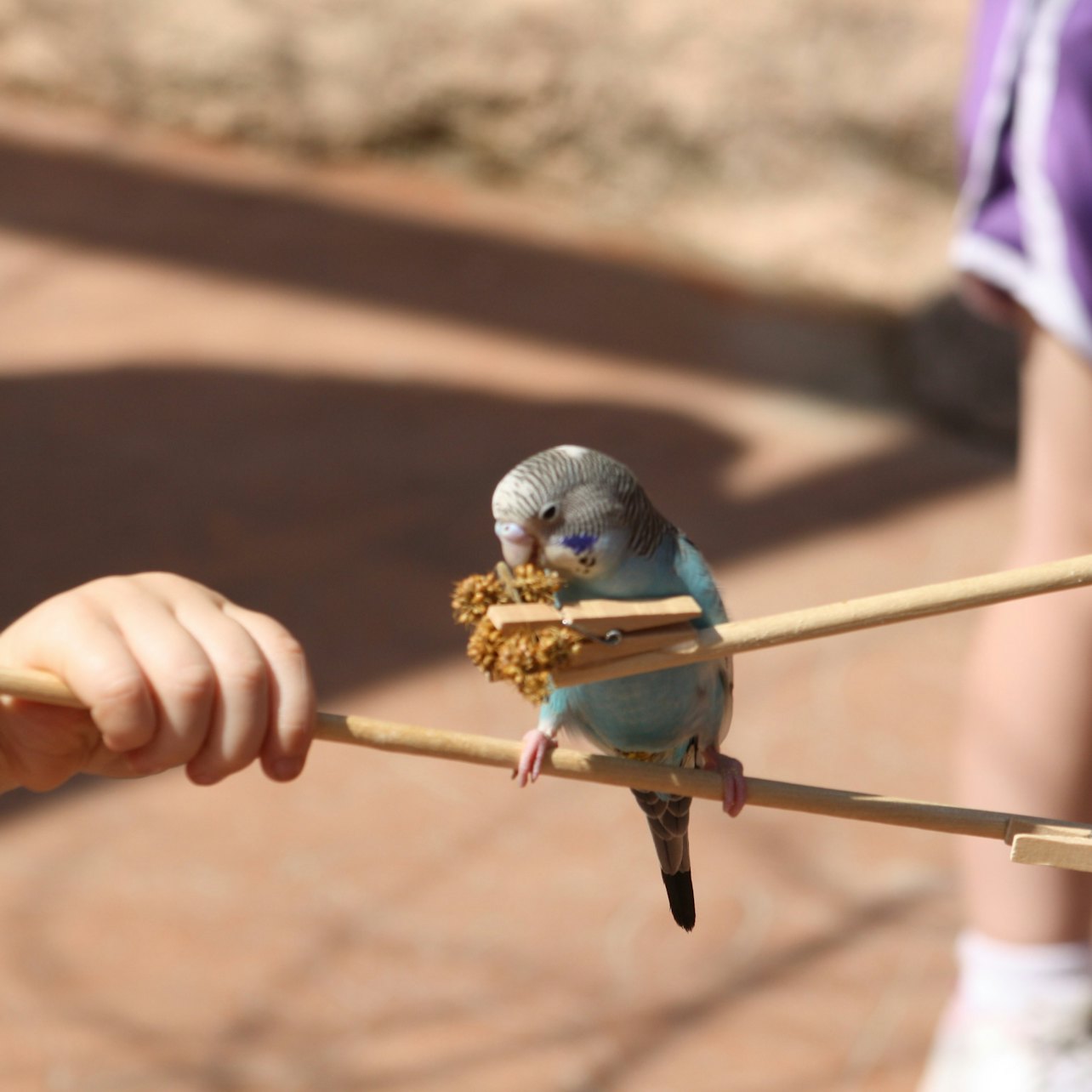 Peoria Zoo: Entry Ticket