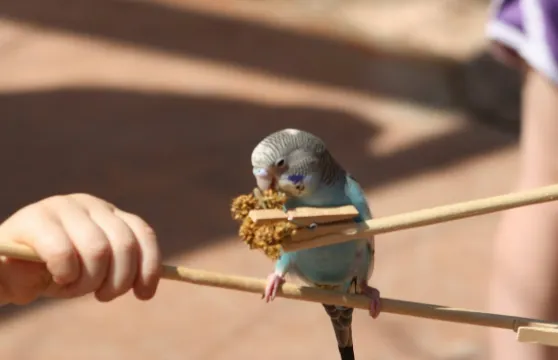 Peoria Zoo：入場門票小童