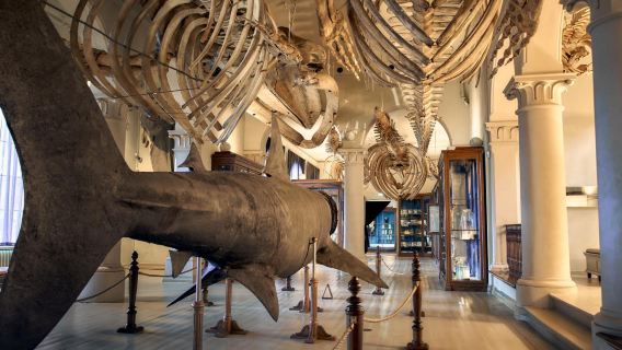 Norvège + Marché aux poissons de Bergen + Bryggen + Téléphérique du mont Fløyen + Musée des sciences naturelles