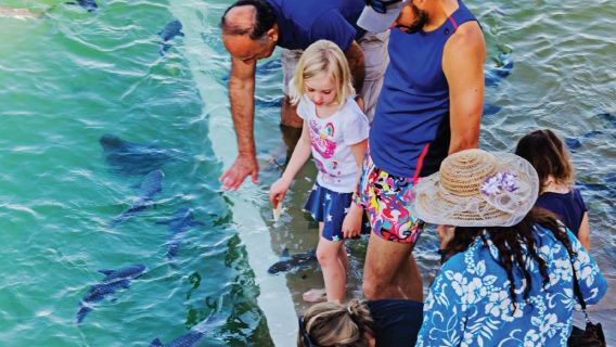 Darwin: Aquascene Fish Feeding Experience